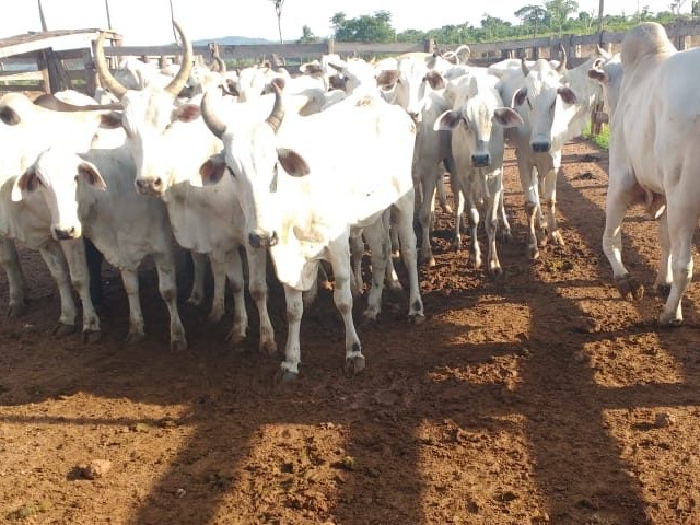 gado dentro do curral