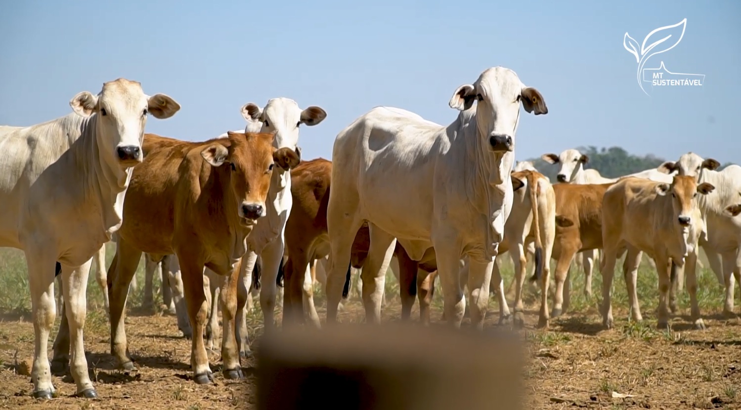 fazenda gamada mt sustentável foto leandro balbino canal rural mato grosso3