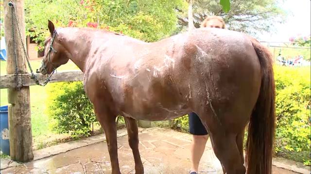 Banho tem papel importante na saúde do cavalo