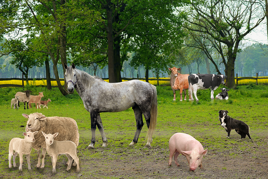 Dia do Pecuarista: separamos 10 testes para medir seu conhecimento