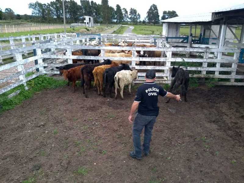 roubo de gado, abigeato, furto de animais