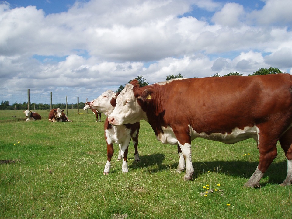 gado hereford