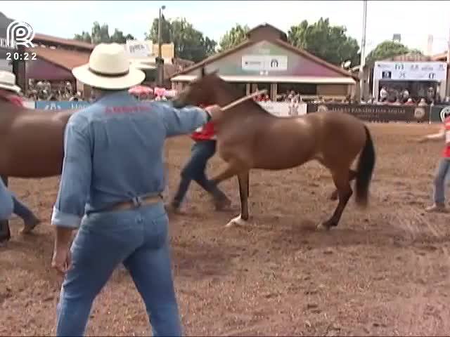 Saiba como é o julgamento do mangalarga marchador