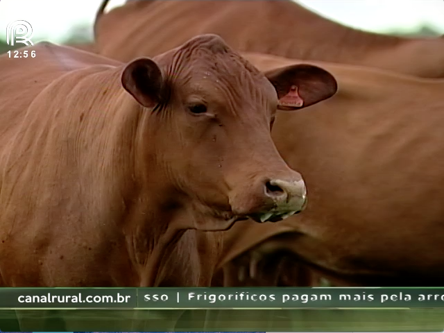 Bem-estar animal é tendência no agronegócio mundial