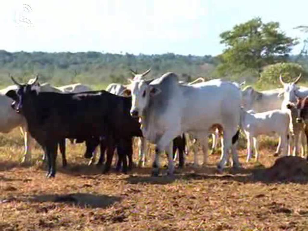 MT dobra a produtividade de arrobas por hectare