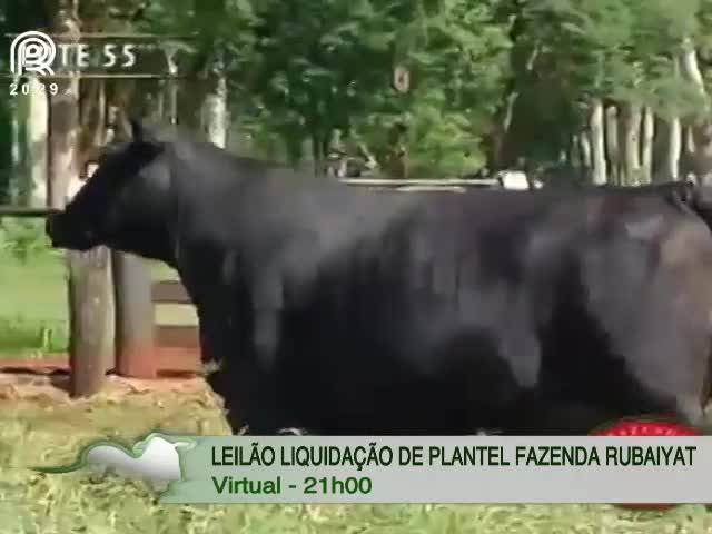 Canal Rural exibe leilão virtual de brangus