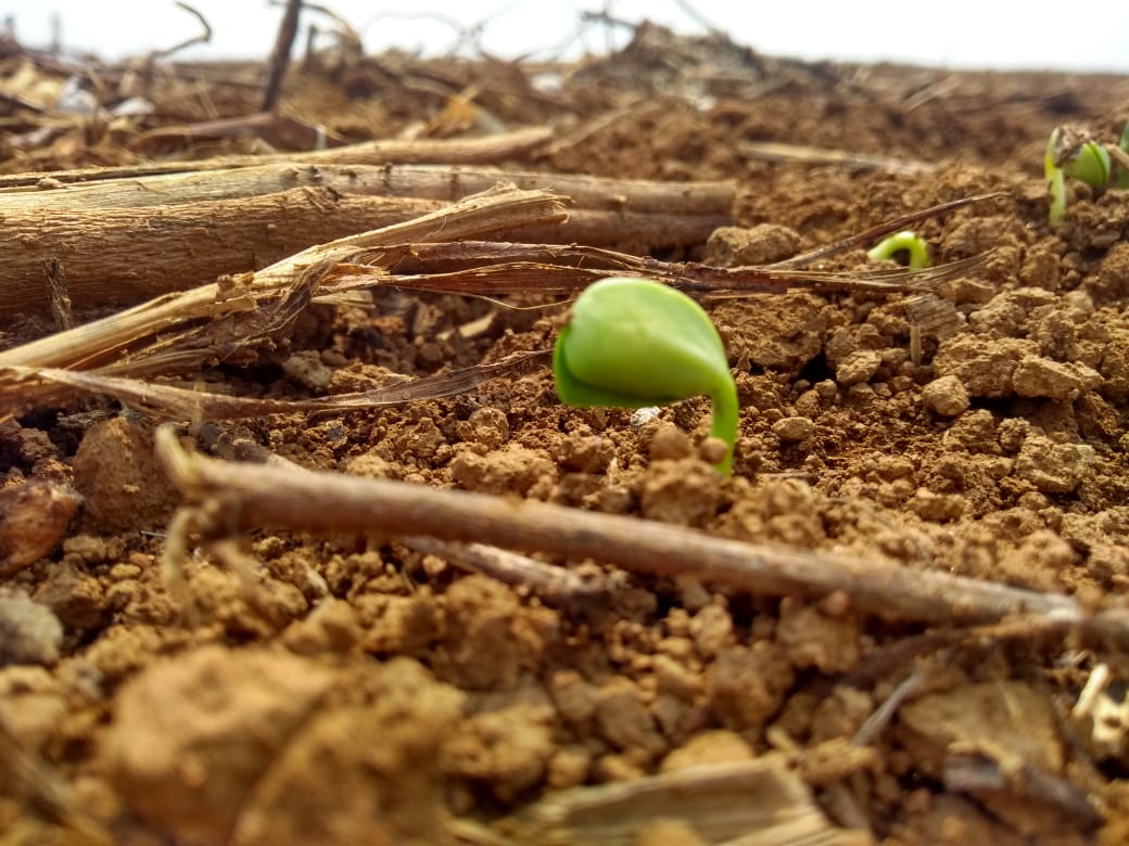 plantio-de-soja-brasil