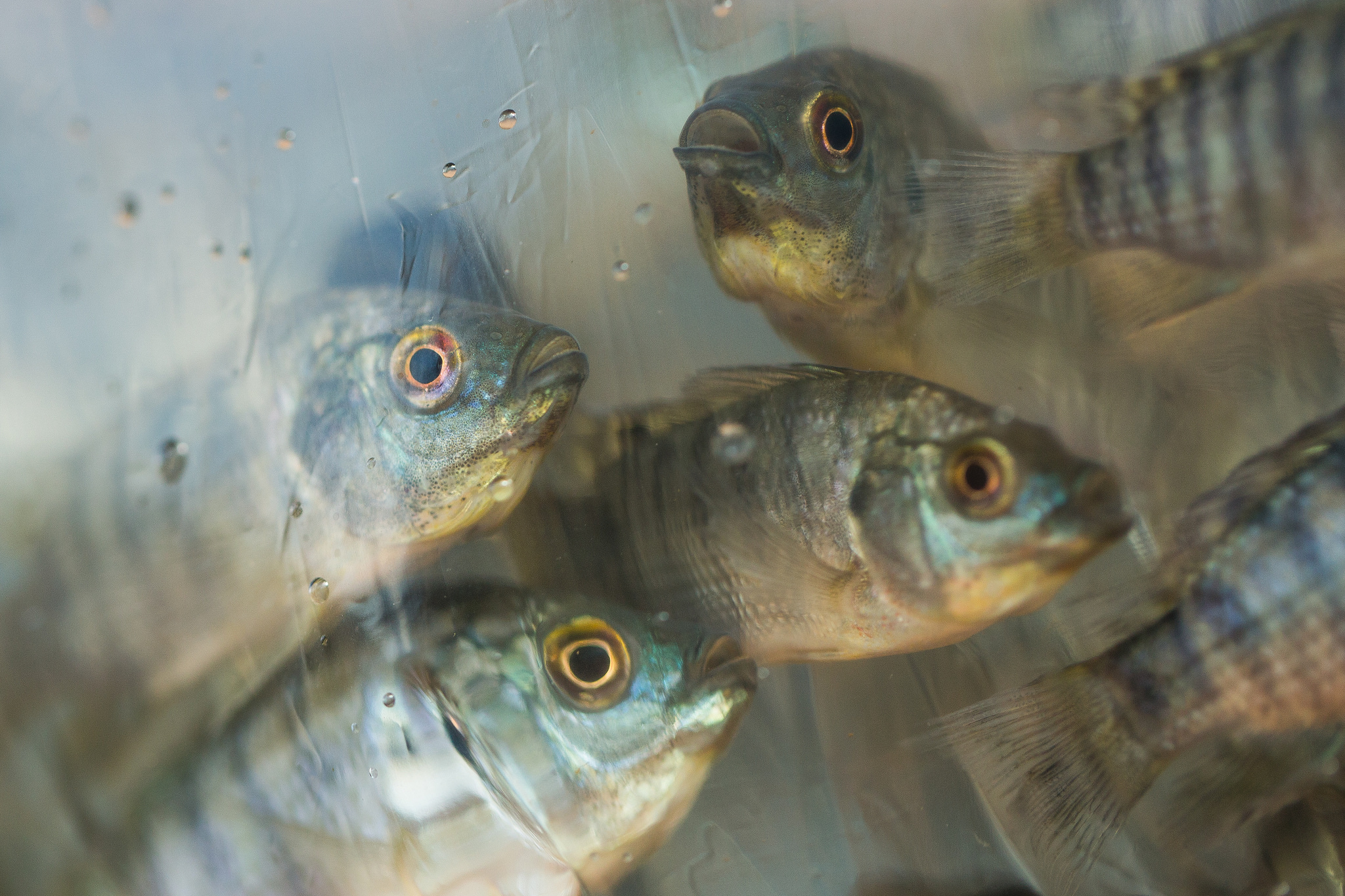 Brasil precisa suspender compra de tilápia do Vietnã imediatamente, defende Peixe BR