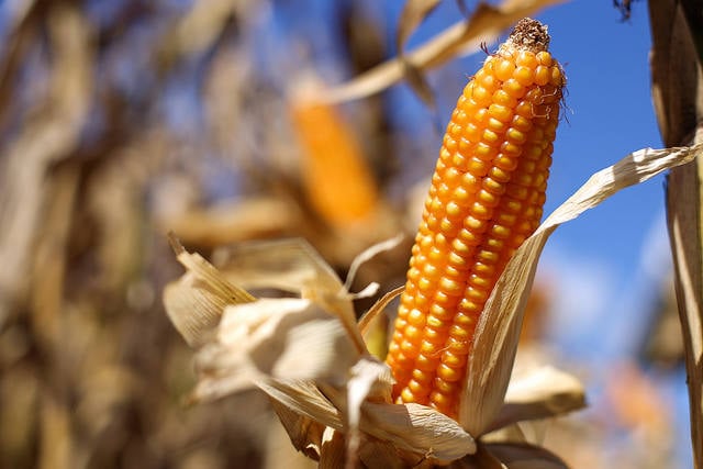 espiga de milho plantada em Mato Grosso