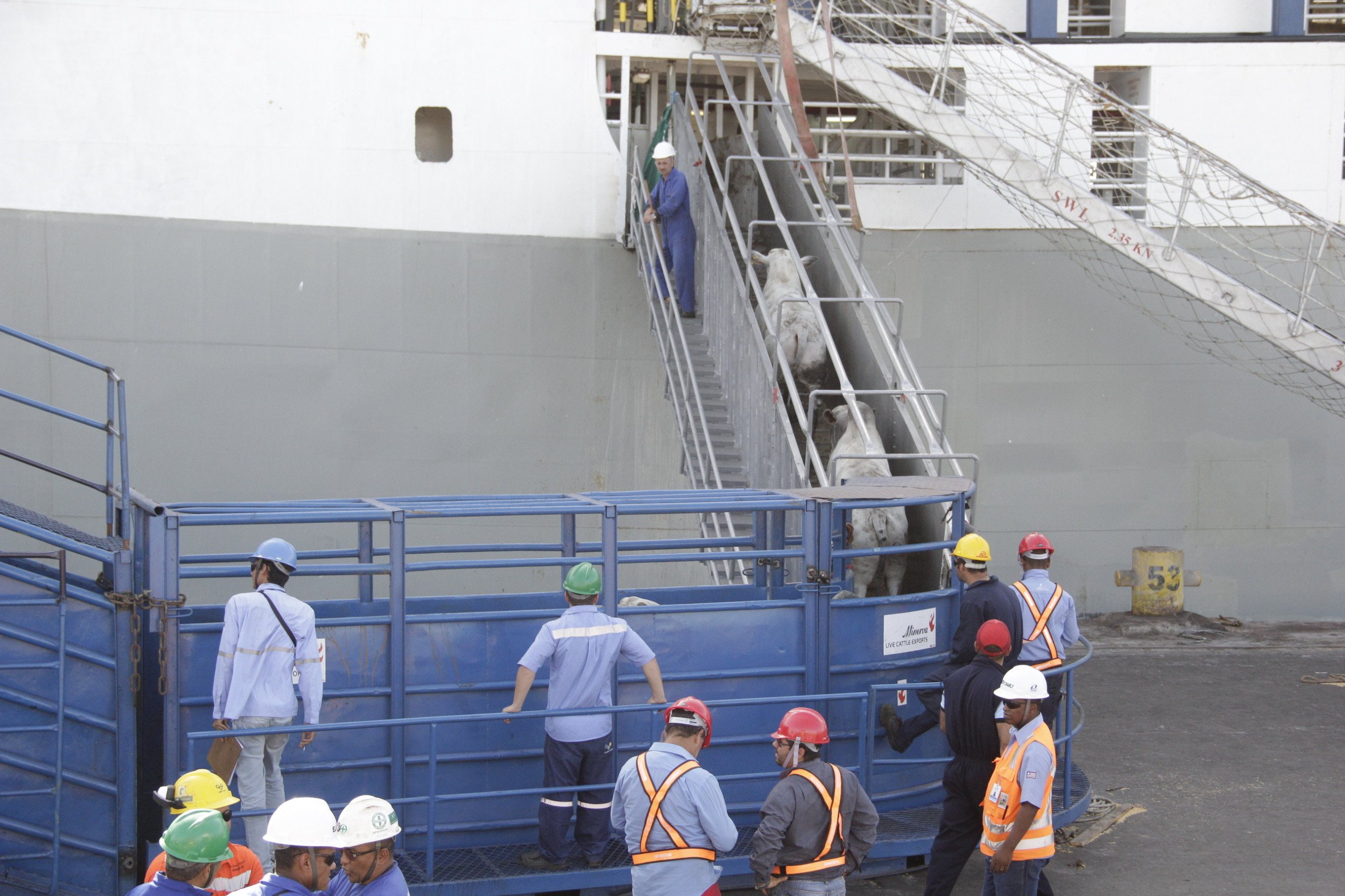 gado embarcando em navio