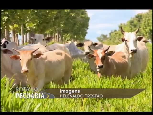 Rota da Pecuária: produza mais com menos