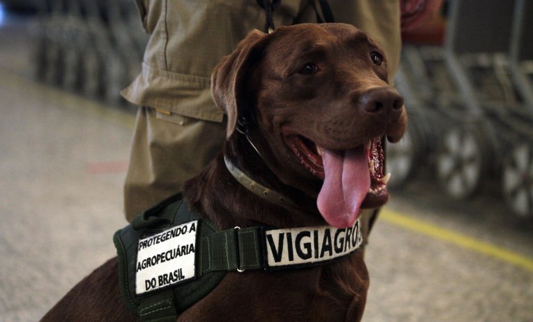 Cão Thor ajudou no trabalho feito nos aeroportos