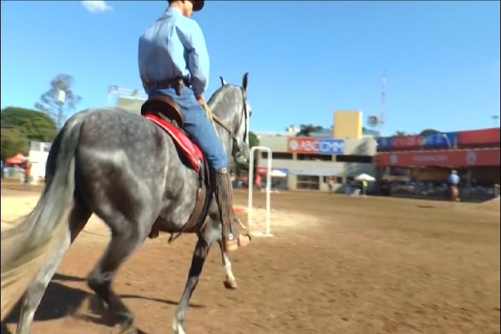 Aplicativo avalia sistema cardiovascular do mangalarga marchador