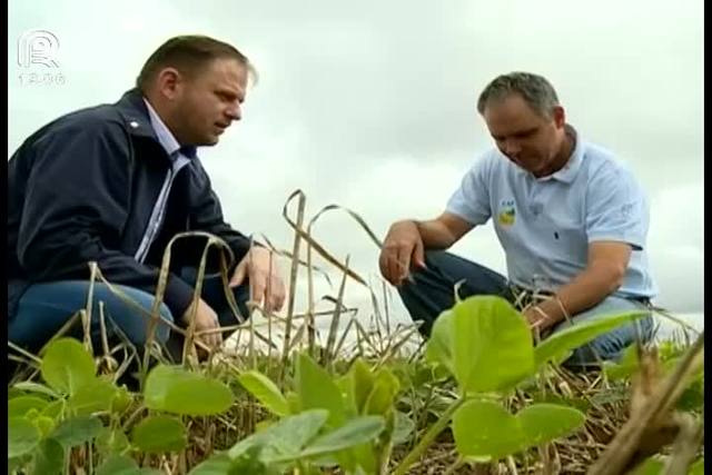 Preço e clima preocupam produtor do Paraguai