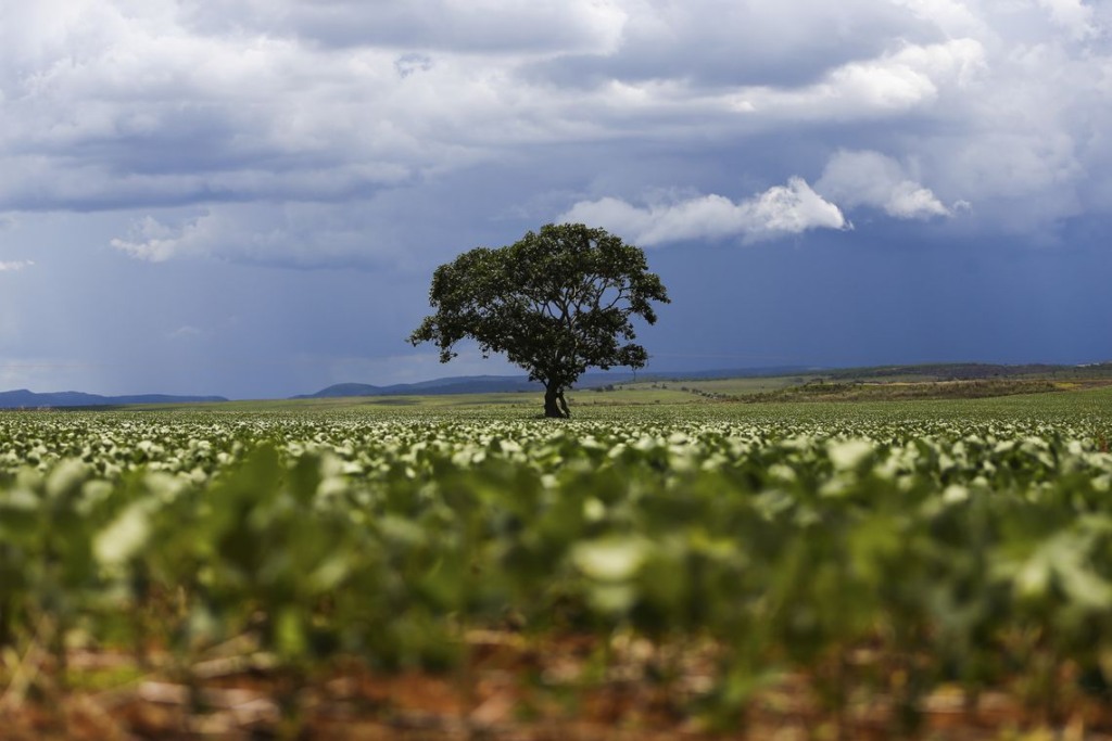 lavouras de soja em Goiás