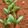 Soja planta plantio semente vazio sanitário Soja planta plantio semente vazio sanitário