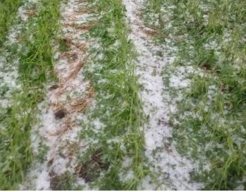 Você viu? Chuva de granizo deixa lavoura de soja em Santa Catarina destruída