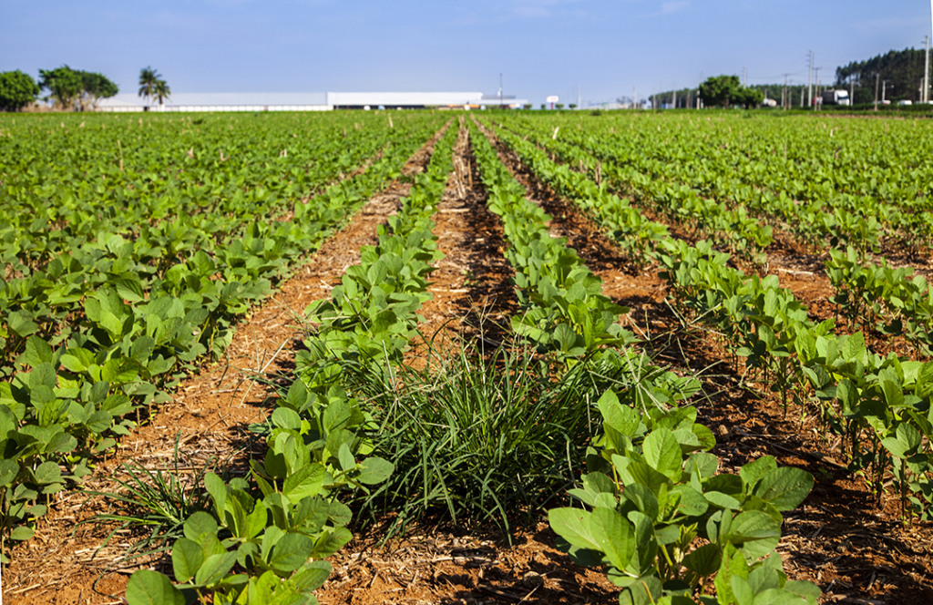 soja pulverizador intacta bayer plantas daninhas soja