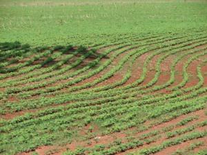 plantio soja
