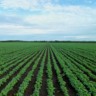 campo de soja