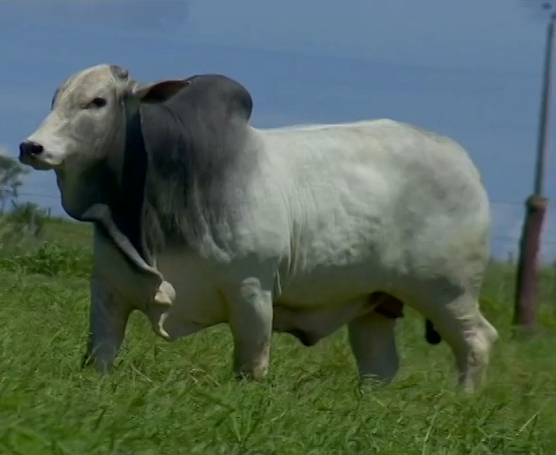 Leilão oferta animais nelore de alto valor genético