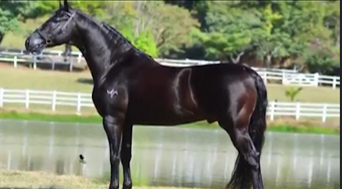 mangalarga, fazenda malagueta