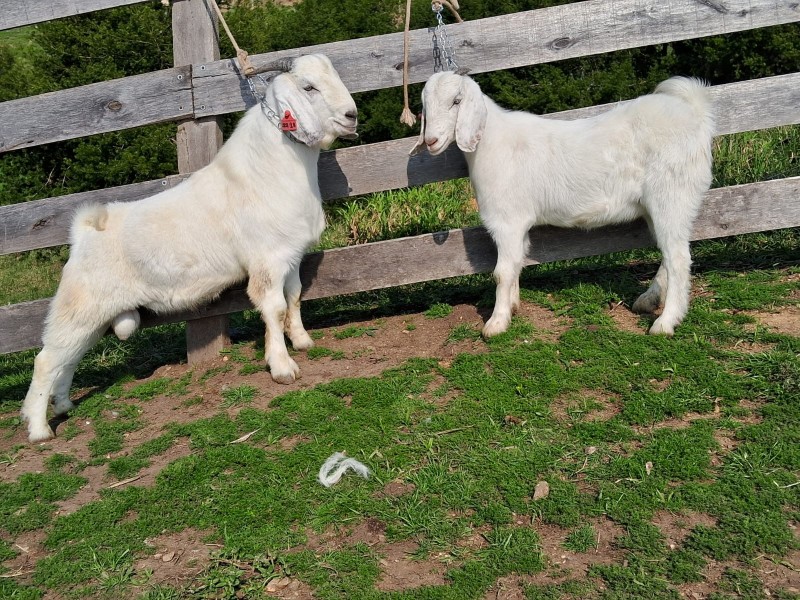 expointer, novos animais, raça savana