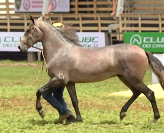 Marchador: Brasília recebe Campeonato de Marcha pela primeira vez