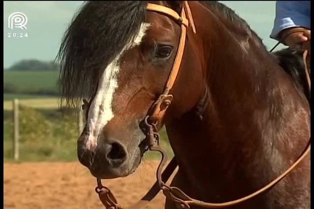 Saiba como garantir o bem-estar do cavalo crioulo