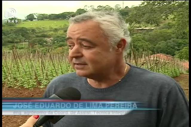 Feijão-de-vagem: produtor perde rentabilidade