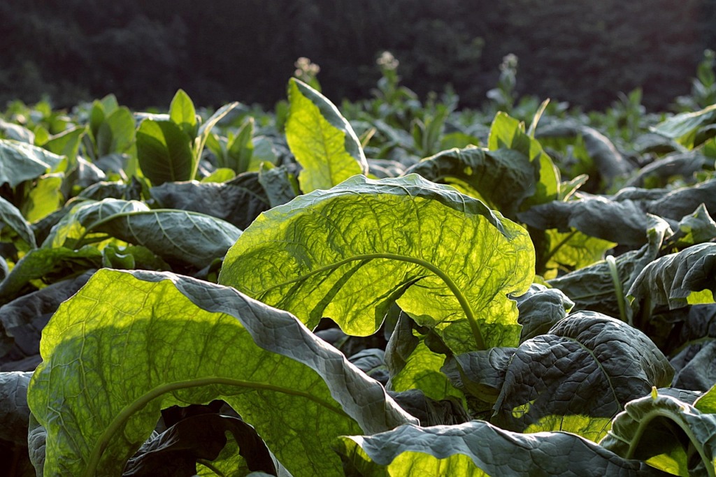 planta tabaco planta tabaco