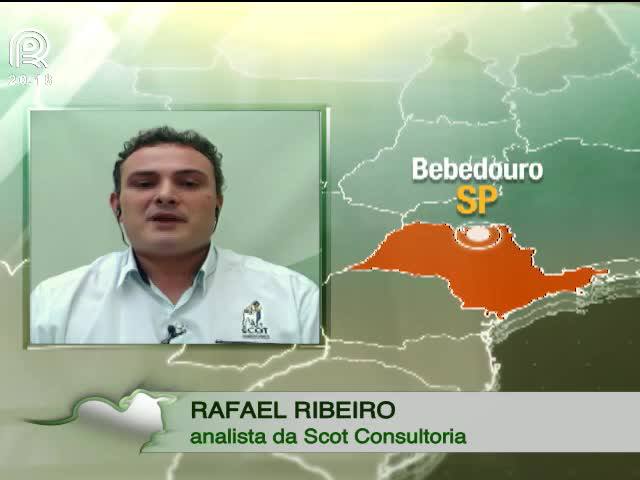 Pecuária: bom momento para comprar milho e farelo