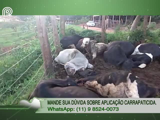 Dose exagerada de carrapaticida mata 51 bois