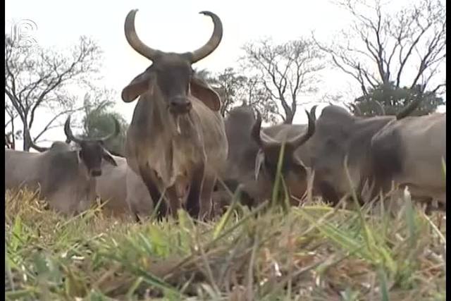 Guzerá é versátil para a produção de carne e leite