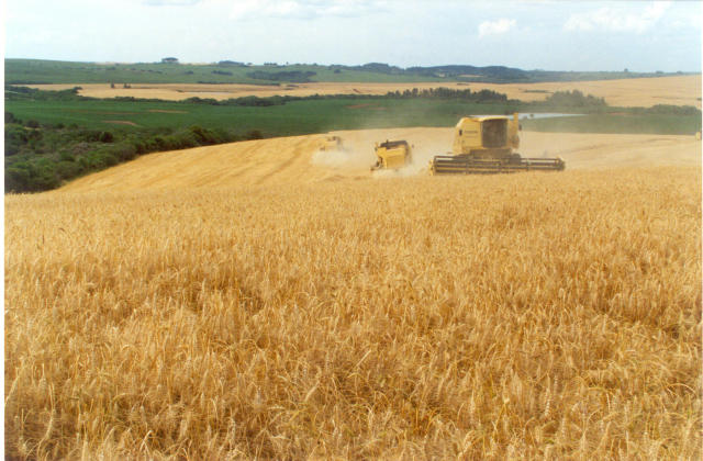 trigo, brasil, embrapa