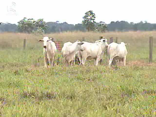 Sistema triplica produção de arrobas por hectare