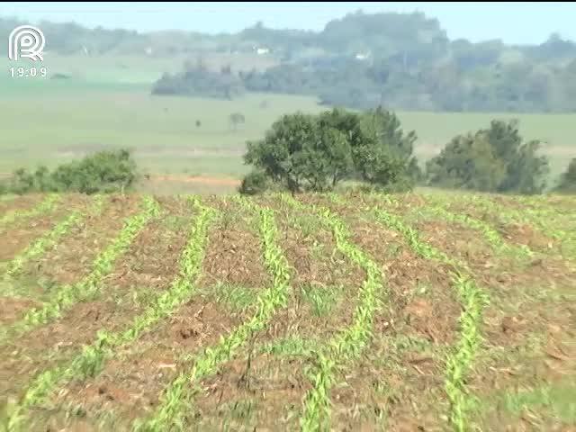 Milho: preço derruba área plantada em 30% no RS