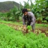 contag, agricultura familiar, redução de agrotóxicos, modelo agroecológico, contag, pronaf, auxílio emergencial
