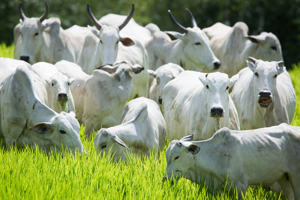 boiada gado bovino arroba do boi gordo carne bovina