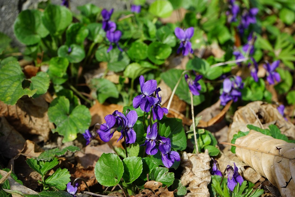 violeta