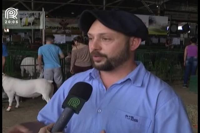 Ovino é abatido mais cedo e tem carne de qualidade