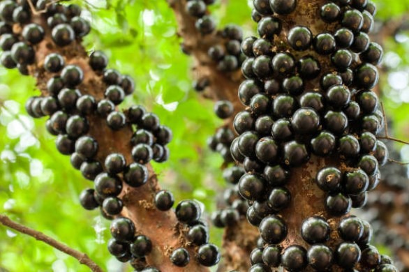 Emater realiza 2º Encontro Técnico sobre a cultura da jabuticabeira em Hidrolândia