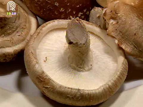 shitake, shiitake