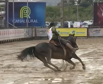 Freio de Ouro, Cavalo Crioulo