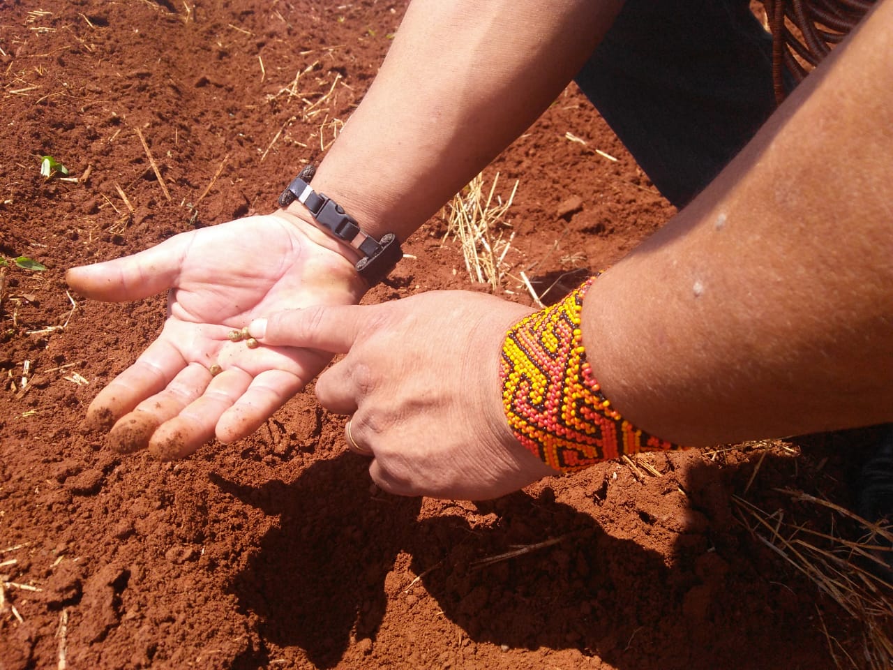 índios paresi