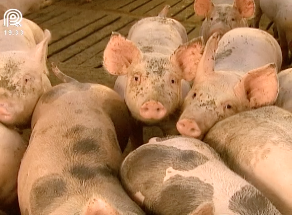 Agro MT discute futuro da carne suína e prevê crise no setor