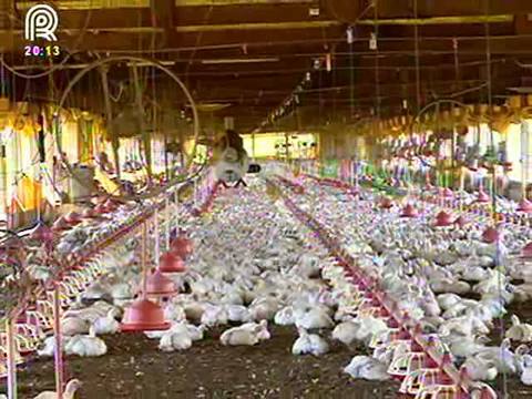 Frango orgânico: produtor tem rendimento 40% maior