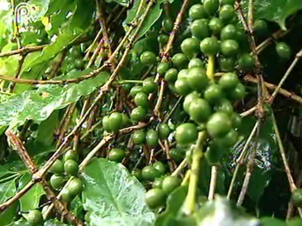 Cerrado Mineiro espera colher café mais cedo