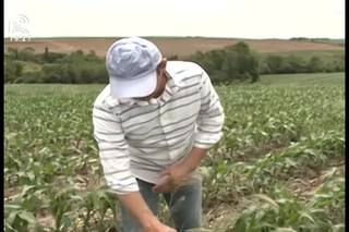 Saiba como eliminar as plantas daninhas da lavoura