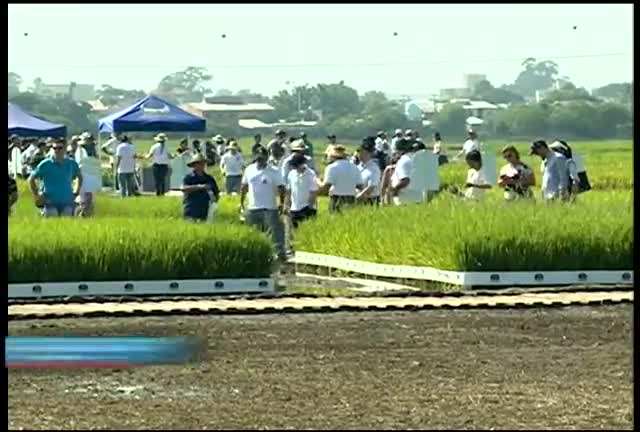 Rotação de cultura é destaque na colheita do arroz